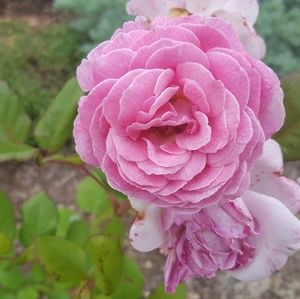 Meet your Posher, Adele